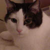 Buddy
